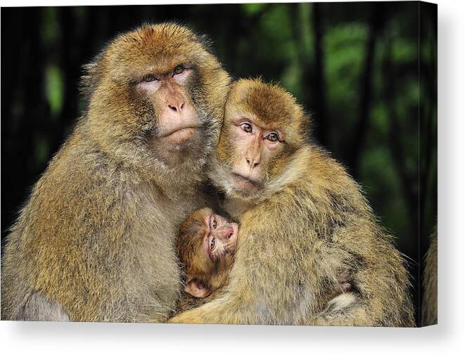 Feb0514 Canvas Print featuring the photograph Barbary Macaque Family by Thomas Marent