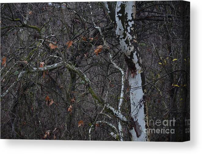 Winter Canvas Print featuring the photograph Bare by Charles Majewski