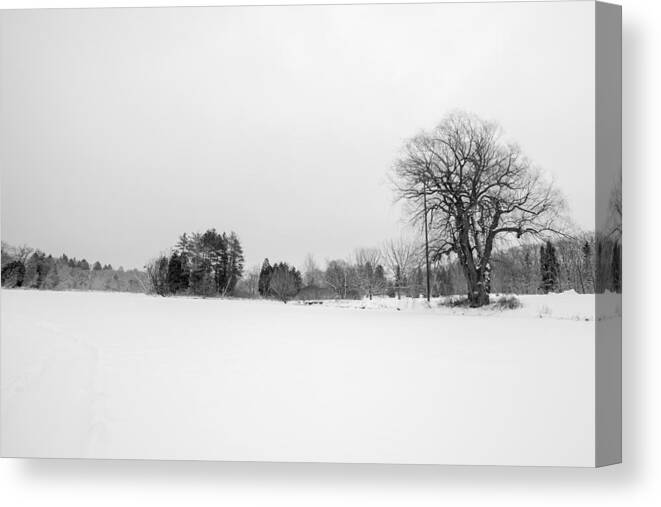 Www.cjschmit.com Canvas Print featuring the photograph Bark and Snow by CJ Schmit