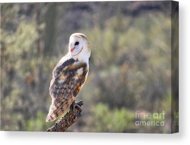 Owl Canvas Print featuring the photograph Barn Owl 1 by Al Andersen