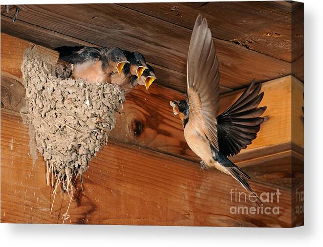 Barn Swallow Canvas Print featuring the photograph Barn Swallow Nest by Scott Linstead