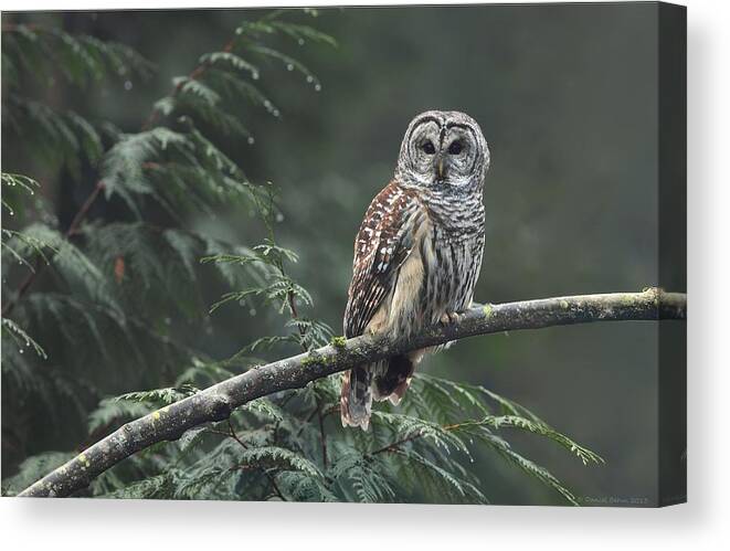 Barred Owl Canvas Print featuring the photograph Barred Owl by Daniel Behm