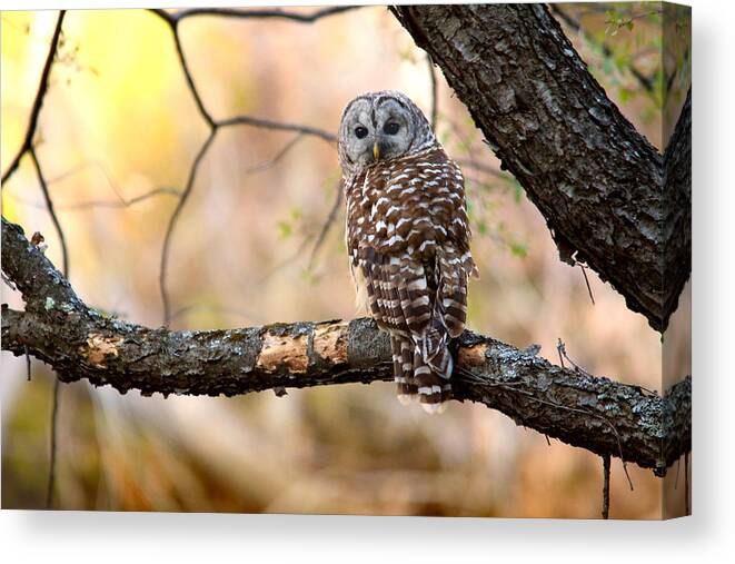 Owl Canvas Print featuring the photograph Barred Owl by Rob Blair