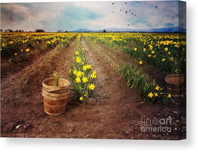 Daffodil Canvas Print featuring the photograph basket with Daffodils by Sylvia Cook