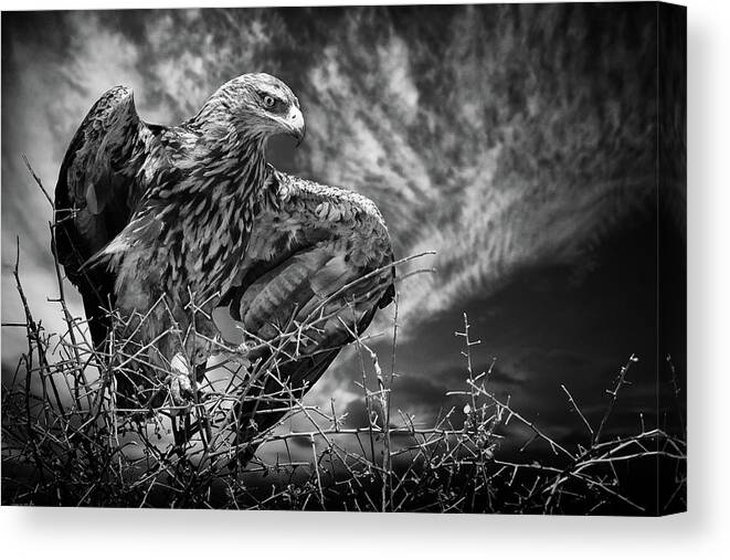 Wildlife Canvas Print featuring the photograph Be Alert by Mathilde Guillemot