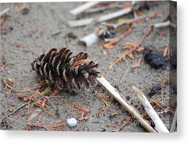 Nature Canvas Print featuring the photograph Beach Treasures by Bianca Nadeau