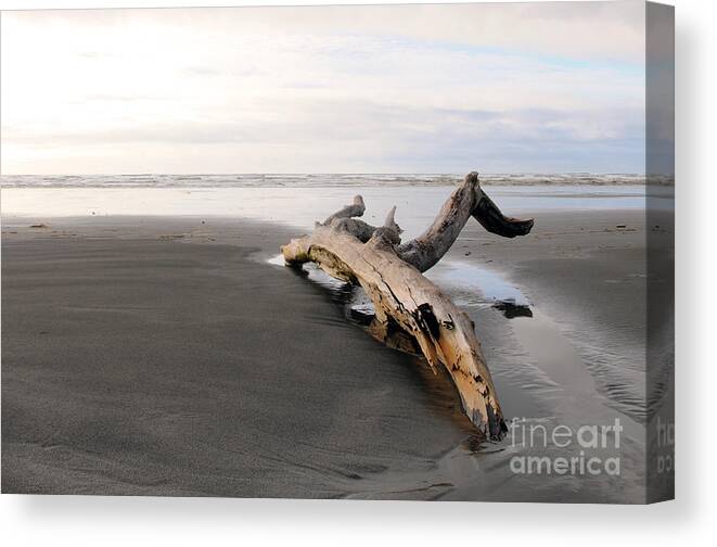 Beach Log Canvas Print featuring the photograph Beached Log by Sarah Schroder