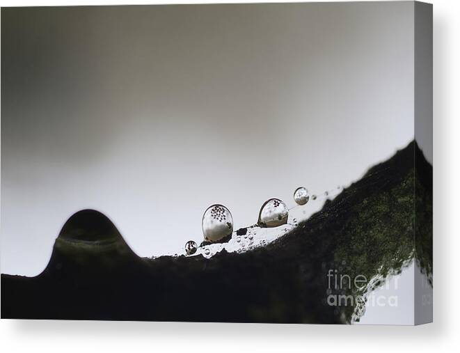 Bead Of Rain Canvas Print featuring the photograph Beads of rain with particles floating by Dan Friend