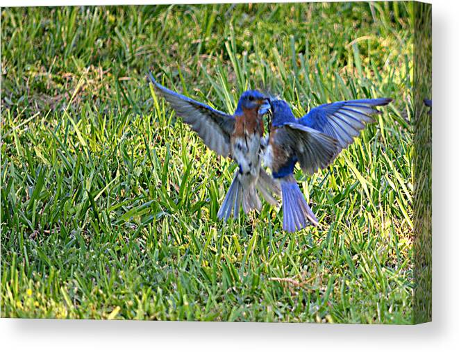 Nature Canvas Print featuring the photograph Beak to Beak And Toe to Toe by Judy Wanamaker