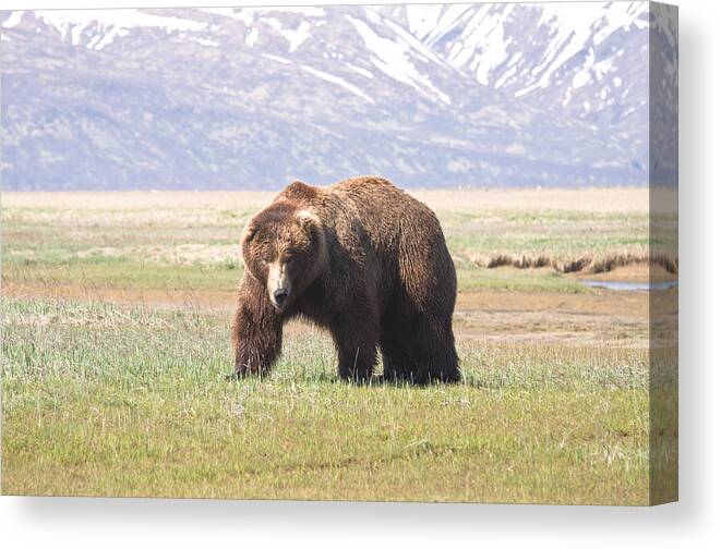 Hallo Bay Canvas Print featuring the photograph Bear in Hallo Bay in Katmai National Park Alaska by Natasha Bishop