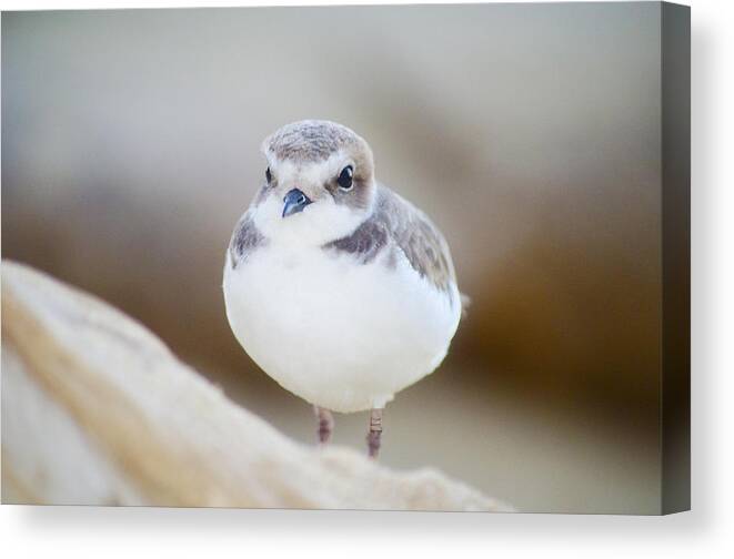 I Love Birds And Find Them Majestic Creatures. Canvas Print featuring the photograph Beautiful Bird by Spencer Hughes