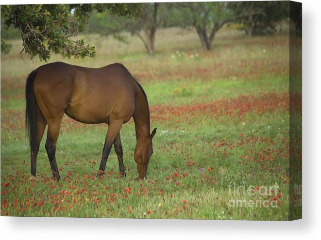 American Quarter Horse Canvas Print featuring the photograph Beautiful Brown American Quarterhorse in Field of Red Firewheel by Bridget Calip