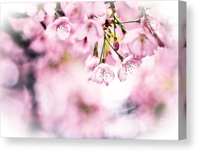 Cherry Blossoms Canvas Print featuring the photograph Beautiful Cherry Blossoms in the Sunlight by Beverly Claire Kaiya