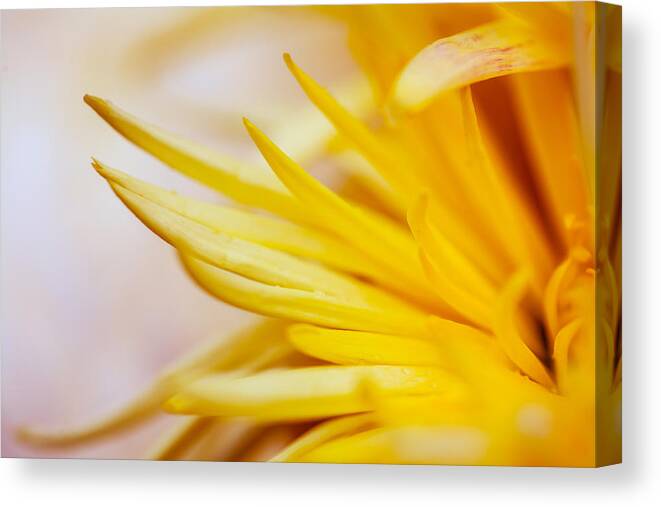 Bright Canvas Print featuring the photograph Spring Flower - Nature Photography by Modern Abstract