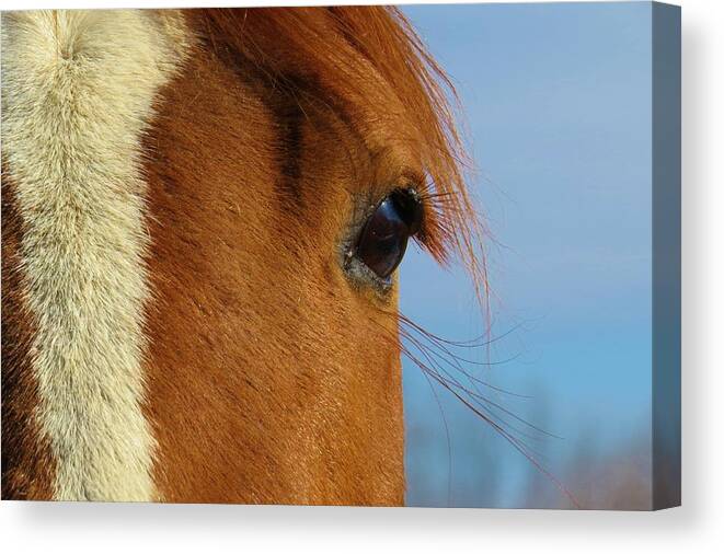 Horse Canvas Print featuring the photograph Beautiful Izzy by Jeanette Oberholtzer