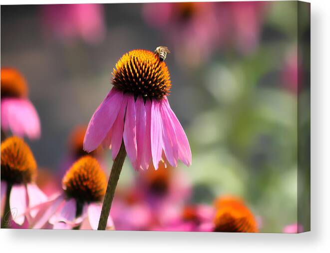 Flowers Canvas Print featuring the photograph Beautiful by Margaret Hormann Bfa