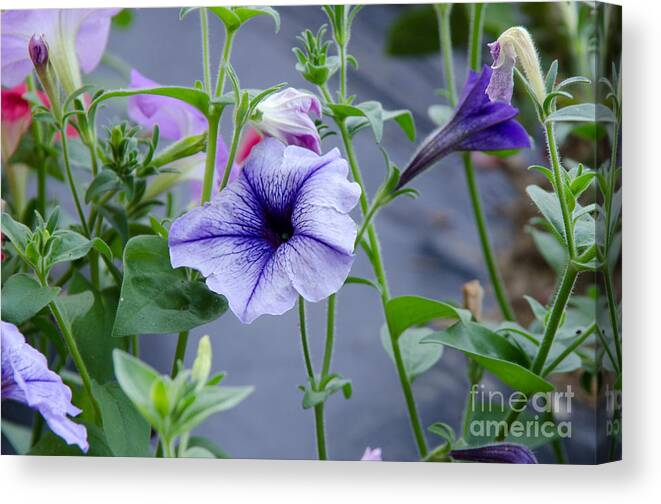 Petunias Canvas Print featuring the photograph Beautiful Petunias by Wilma Birdwell