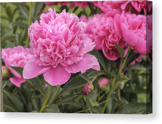 Albert Crousse Canvas Print featuring the photograph Beautiful pink peony Albert Crousse Paeonia Lactifora by Marianne Campolongo