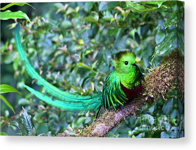 Bird Canvas Print featuring the photograph Beautiful Quetzal 3 by Heiko Koehrer-Wagner