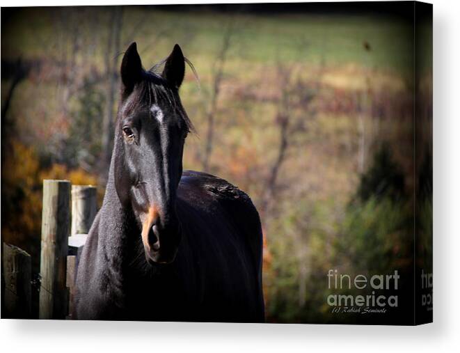 Horse Canvas Print featuring the photograph Beautiful by Rabiah Seminole