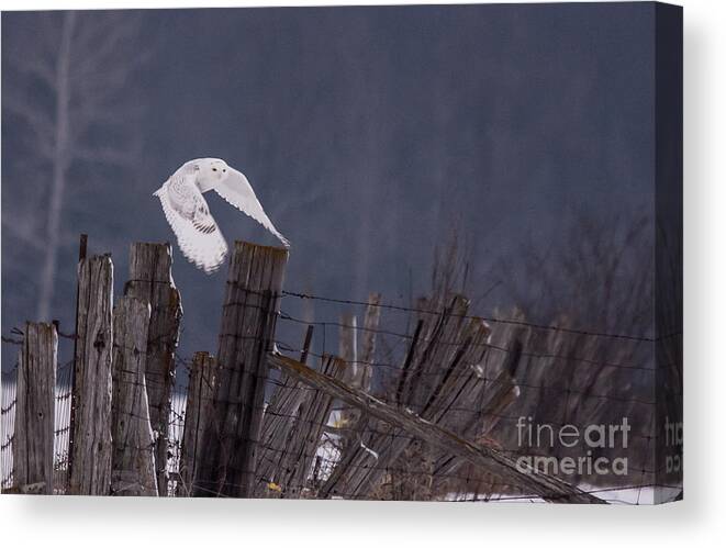 Field Canvas Print featuring the photograph Beautiful Snowy Owl Flying by Cheryl Baxter