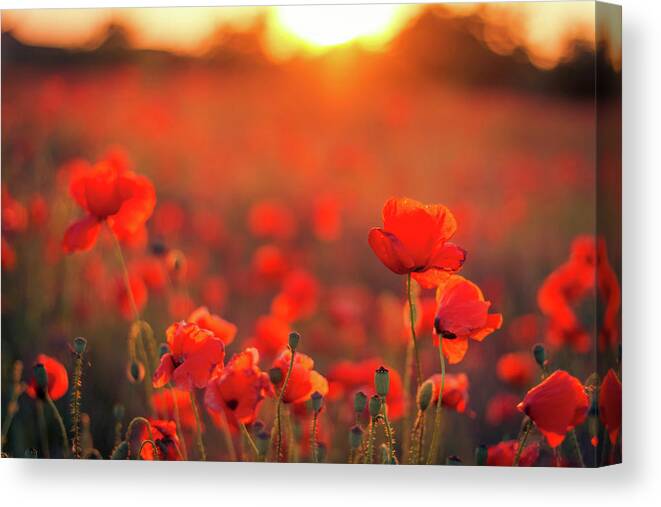 Tranquility Canvas Print featuring the photograph Beautiful Sunset Over Poppy Field by Levente Bodo