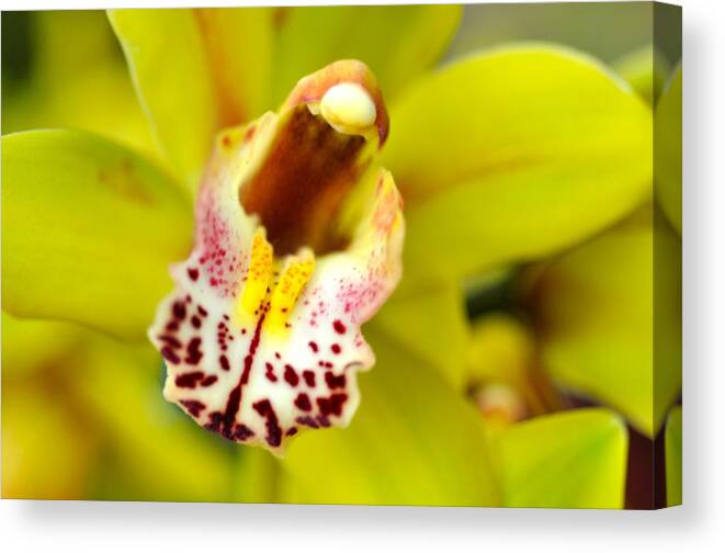 Orchid Canvas Print featuring the photograph Beautiful yellow orchid by Sue Morris