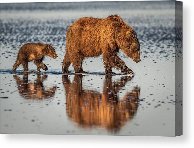 Bear Canvas Print featuring the photograph Beauty And The Beast by Jeffrey C. Sink