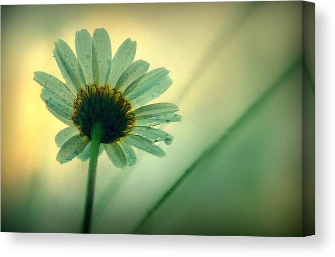 Flowers Canvas Print featuring the photograph Beauty Beneath.. by Al Swasey