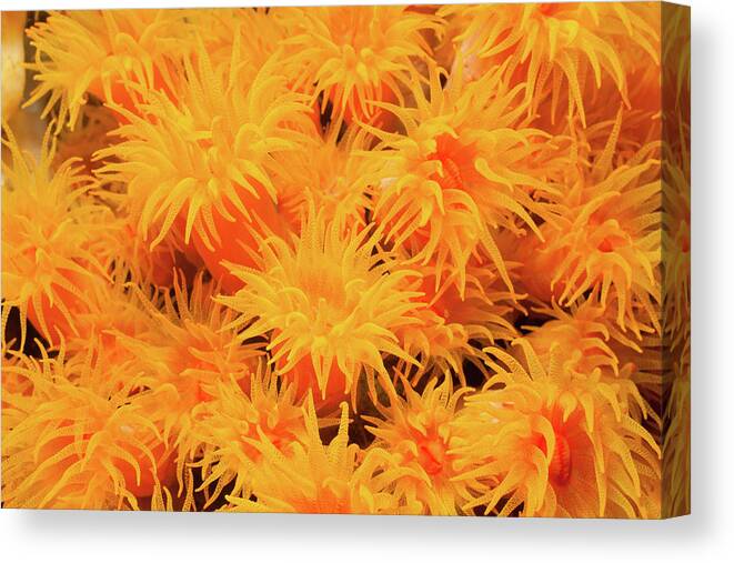 Underwater Canvas Print featuring the photograph Beauty Contest Of Sun Corals Tubastraea by Ifish