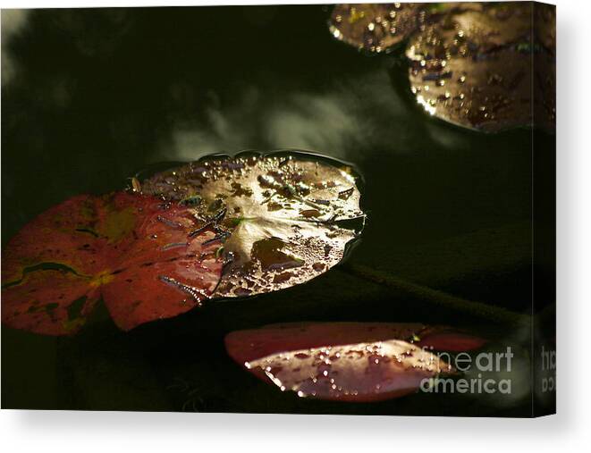 Tranquility Canvas Print featuring the photograph Beauty by Eileen Gayle
