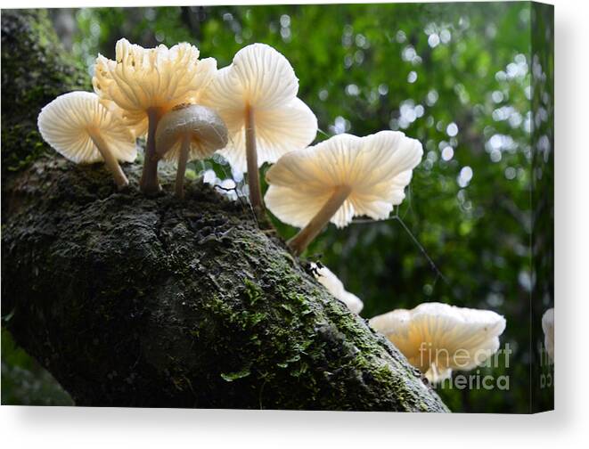Mushrooms Canvas Print featuring the photograph Beauty Of Mushrooms Argentina by Bob Christopher