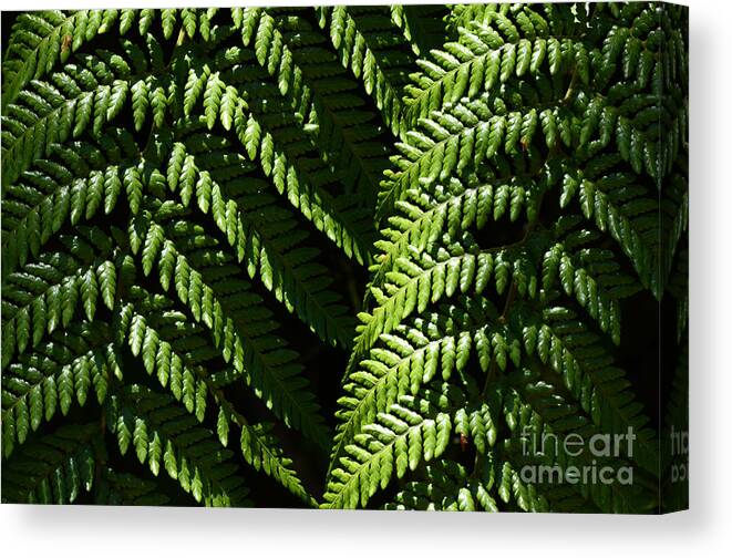 Fern Canvas Print featuring the photograph Beauty Of Nature Fern 2 by Bob Christopher