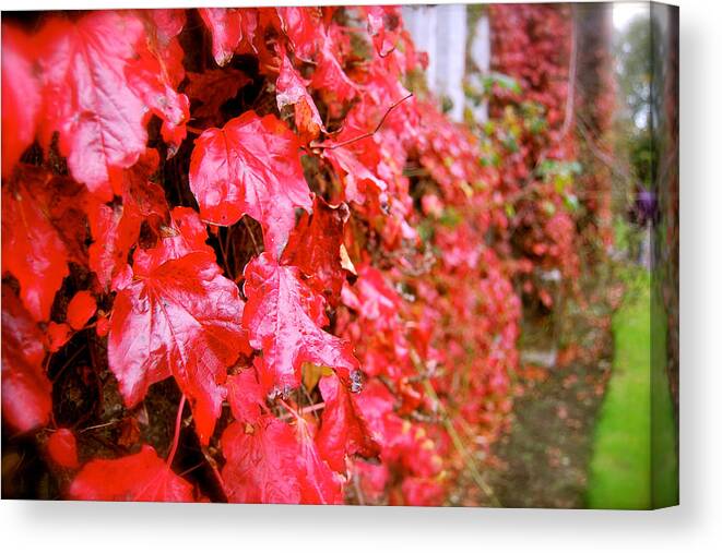 Red Leaf Canvas Print featuring the photograph Beauty of Red by HweeYen Ong