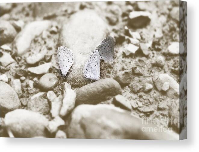 Butterfly Photograph Canvas Print featuring the photograph Beauty X3 by Melissa Petrey