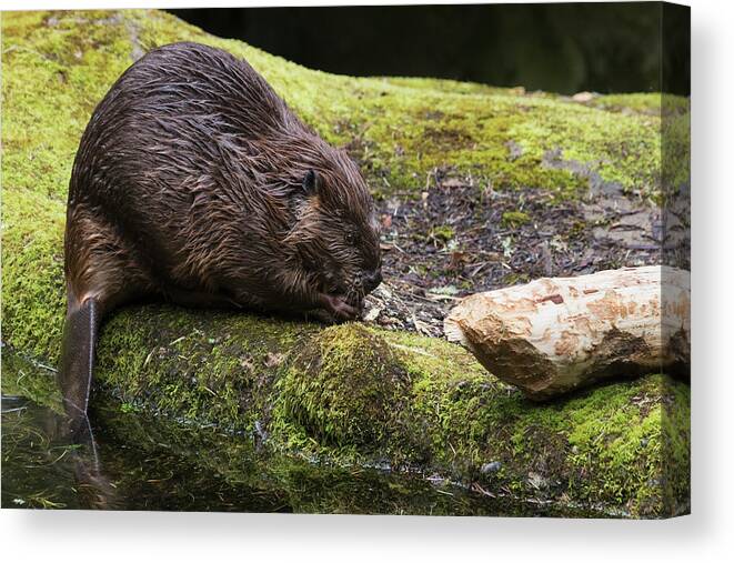 Beaver Canvas Print featuring the photograph Beaver With Cut Log by Ken Archer