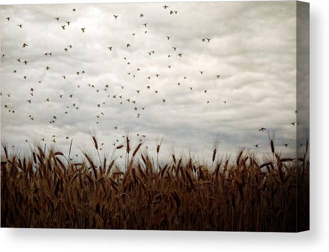 Blackbirds Canvas Print featuring the photograph Because of Them by Angie Rea