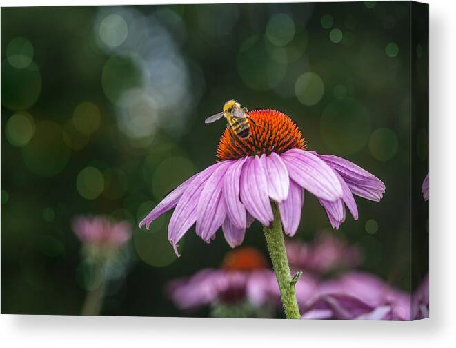 Textured Canvas Print featuring the photograph Bee and Bokeh by Cathy Kovarik