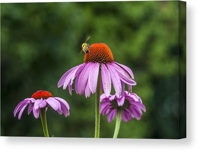 Bee Canvas Print featuring the photograph Bee and Flowers by Cathy Kovarik