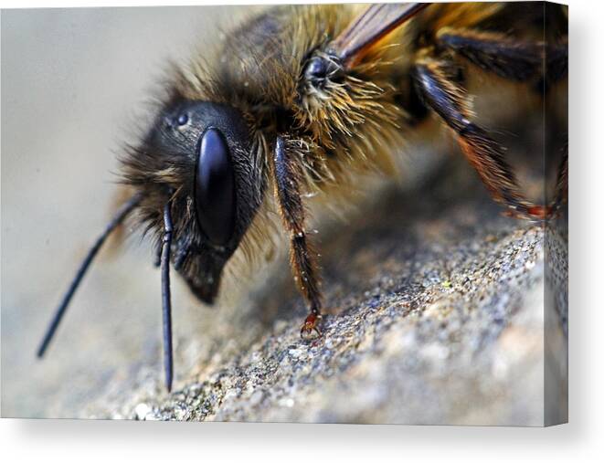 Insects Canvas Print featuring the photograph Bee Careful by Jennifer Robin