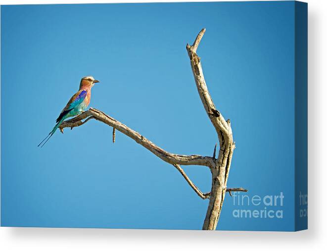 Bird Canvas Print featuring the photograph Bee eater on a branch, South Africa by Delphimages Photo Creations