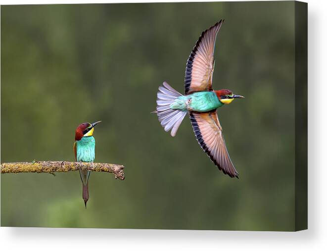 Bird Canvas Print featuring the photograph Bee-eater Going For Food by Xavier Ortega