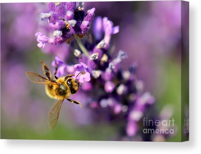 Bee Canvas Print featuring the photograph Bee on the Lavender Branch by Amanda Mohler