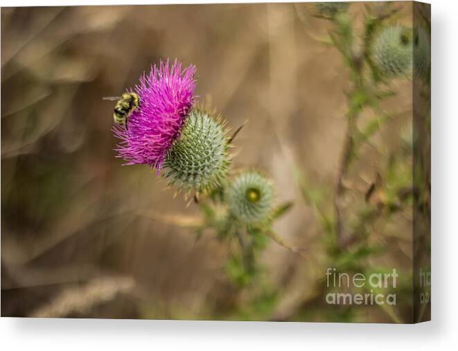 Thistle Canvas Print featuring the photograph Bee On Thistle by Suzanne Luft