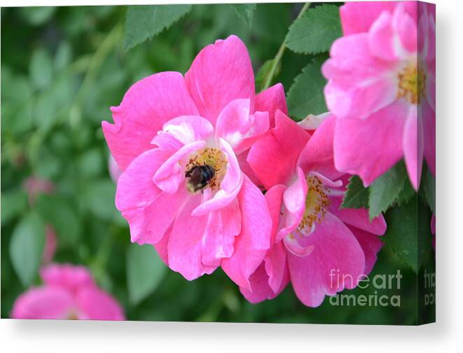 Bee Canvas Print featuring the photograph Bee Rosy by Laurel Best