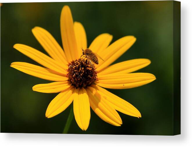 Flower Canvas Print featuring the photograph Bee Too Close by Reid Callaway