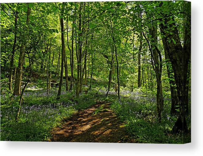 Britain Canvas Print featuring the photograph Bee Wood - Bluebells by Rod Johnson