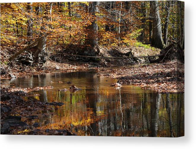 Landscape Canvas Print featuring the photograph Beech Forest by Jack Harries