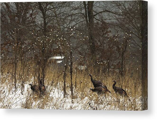 Winter Canvas Print featuring the photograph Behind The Barn by Ron Jones