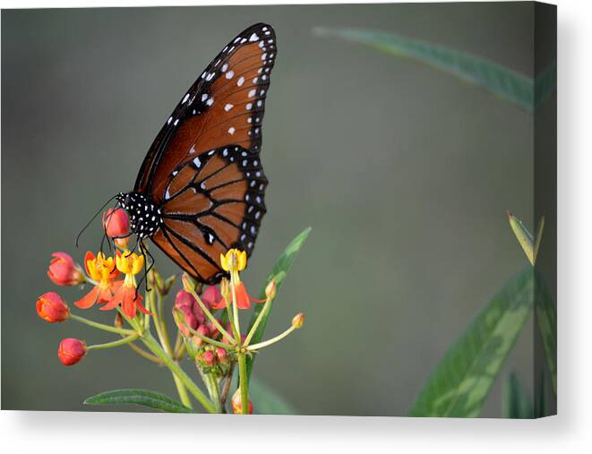 Nature Canvas Print featuring the photograph Behold the Queen by Judy Wanamaker